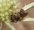Andrena variabilis